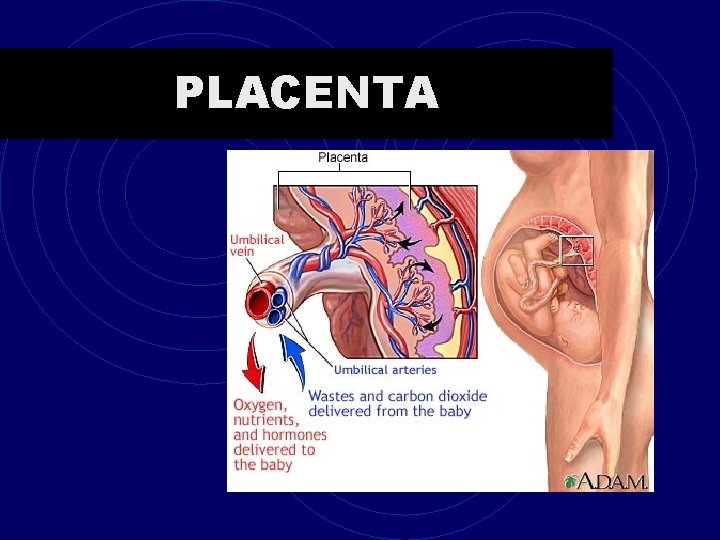 PLACENTA 