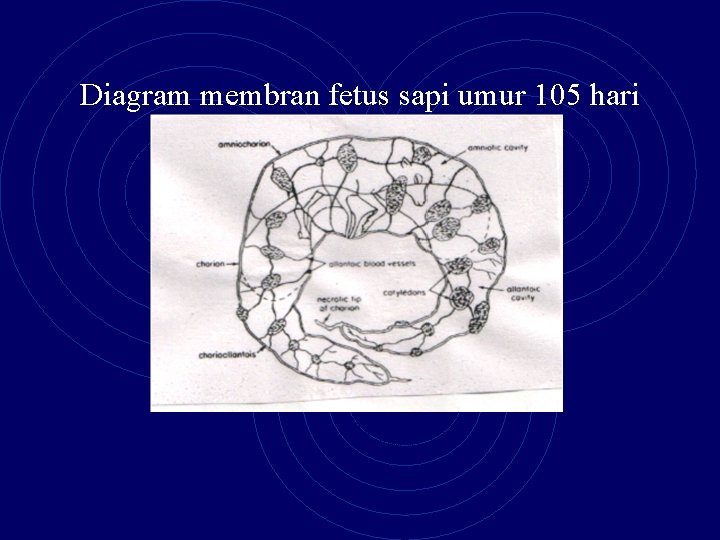 Diagram membran fetus sapi umur 105 hari 