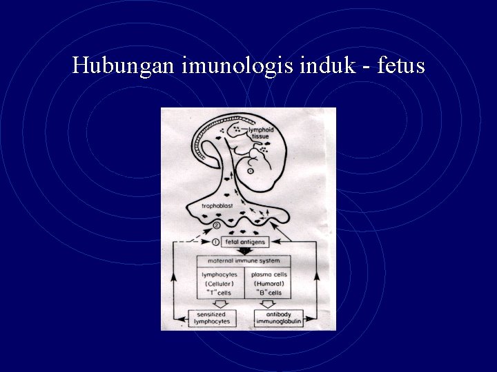 Hubungan imunologis induk - fetus 
