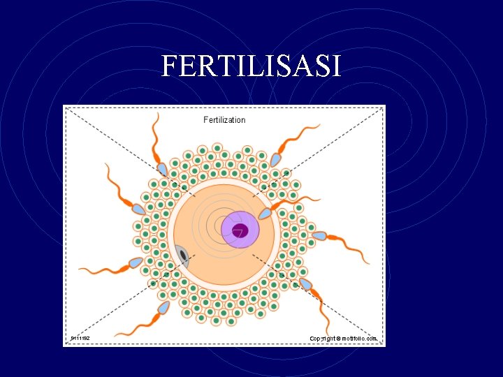 FERTILISASI 