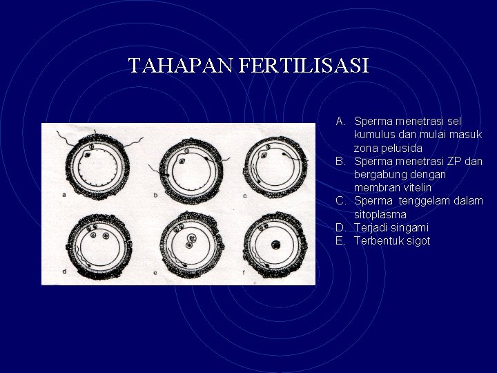 TAHAPAN FERTILISASI A. Sperma menetrasi sel kumulus dan mulai masuk zona pelusida B. Sperma