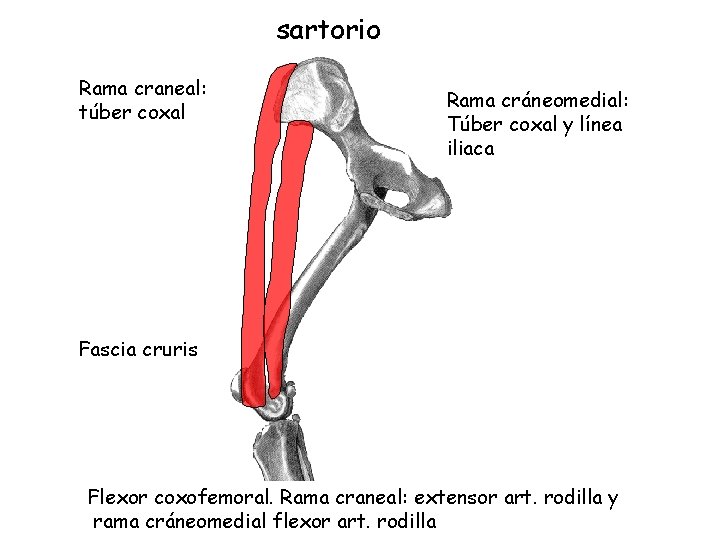 sartorio Rama craneal: túber coxal Rama cráneomedial: Túber coxal y línea iliaca Fascia cruris