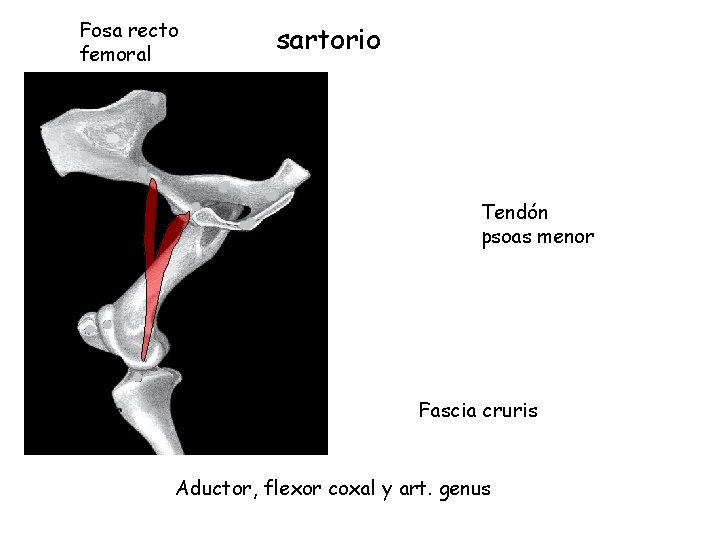 Fosa recto femoral sartorio Tendón psoas menor Fascia cruris Aductor, flexor coxal y art.