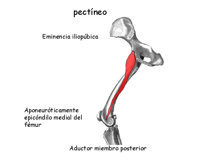 pectíneo Eminencia iliopúbica Aponeuróticamente epicóndilo medial del fémur Aductor miembro posterior 