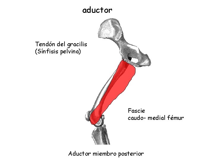 aductor Tendón del gracilis (Sínfisis pelvina) Fascie caudo- medial fémur Aductor miembro posterior 