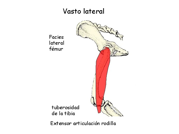 Vasto lateral Facies lateral fémur tuberosidad de la tibia Extensor articulación rodilla 