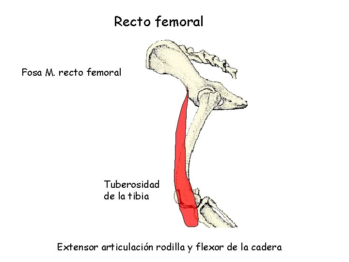 Recto femoral Fosa M. recto femoral Tuberosidad de la tibia Extensor articulación rodilla y