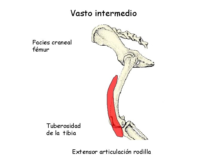 Vasto intermedio Facies craneal fémur Tuberosidad de la tibia Extensor articulación rodilla 