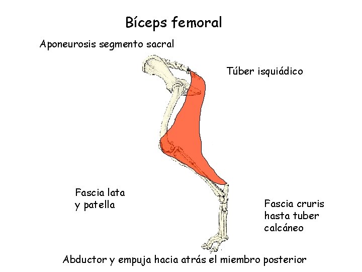 Bíceps femoral Aponeurosis segmento sacral Túber isquiádico Fascia lata y patella Fascia cruris hasta