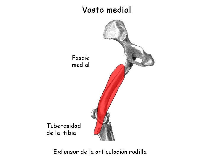 Vasto medial Fascie medial Tuberosidad de la tibia Extensor de la articulación rodilla 
