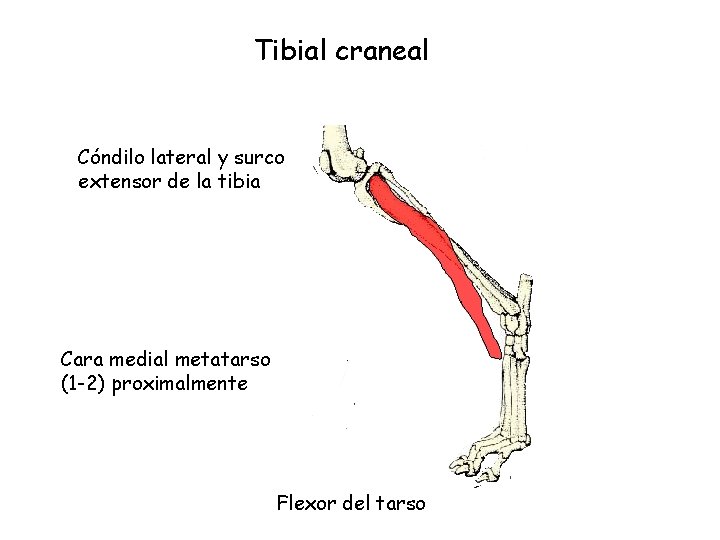 Tibial craneal Cóndilo lateral y surco extensor de la tibia Cara medial metatarso (1