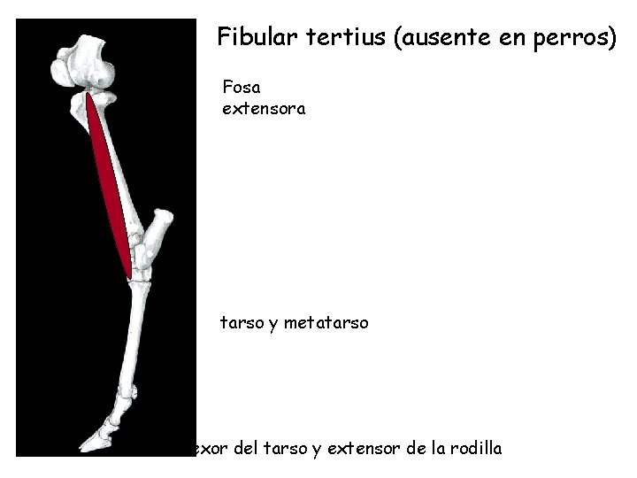 Fibular tertius (ausente en perros) Fosa extensora tarso y metatarso Flexor del tarso y