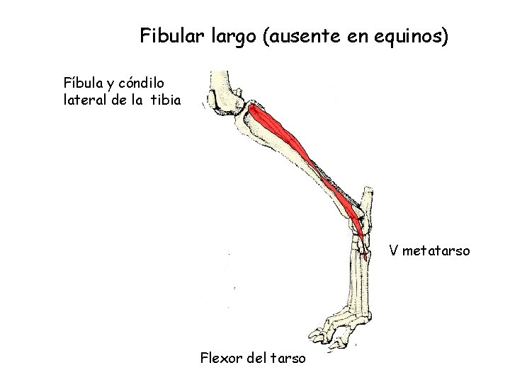 Fibular largo (ausente en equinos) Fíbula y cóndilo lateral de la tibia V metatarso