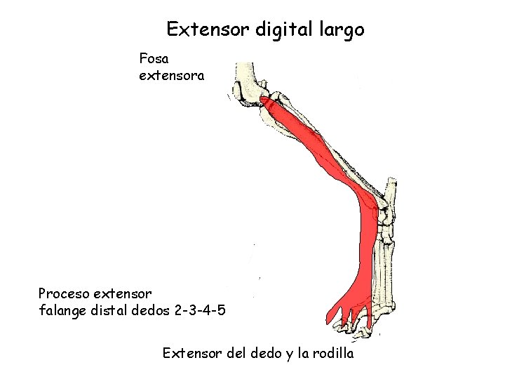 Extensor digital largo Fosa extensora Proceso extensor falange distal dedos 2 -3 -4 -5