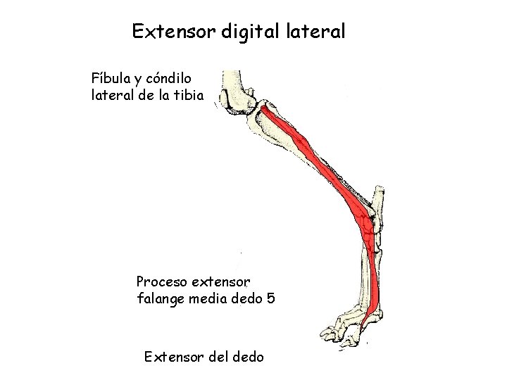 Extensor digital lateral Fíbula y cóndilo lateral de la tibia Proceso extensor falange media