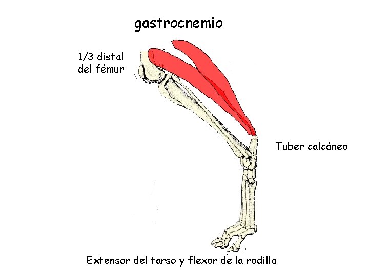 gastrocnemio 1/3 distal del fémur Tuber calcáneo Extensor del tarso y flexor de la