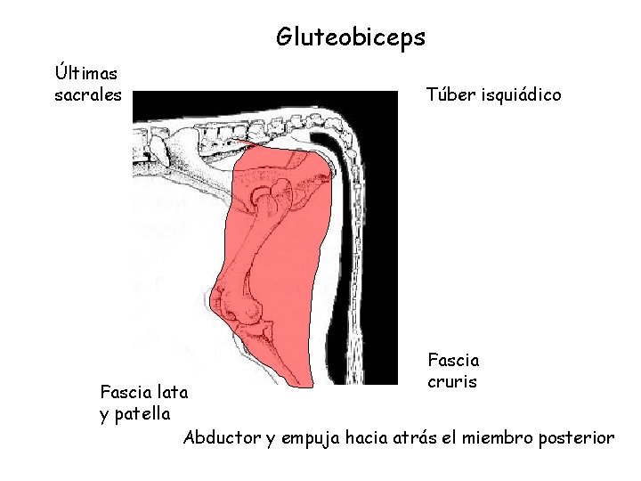 Gluteobiceps Últimas sacrales Túber isquiádico Fascia cruris Fascia lata y patella Abductor y empuja