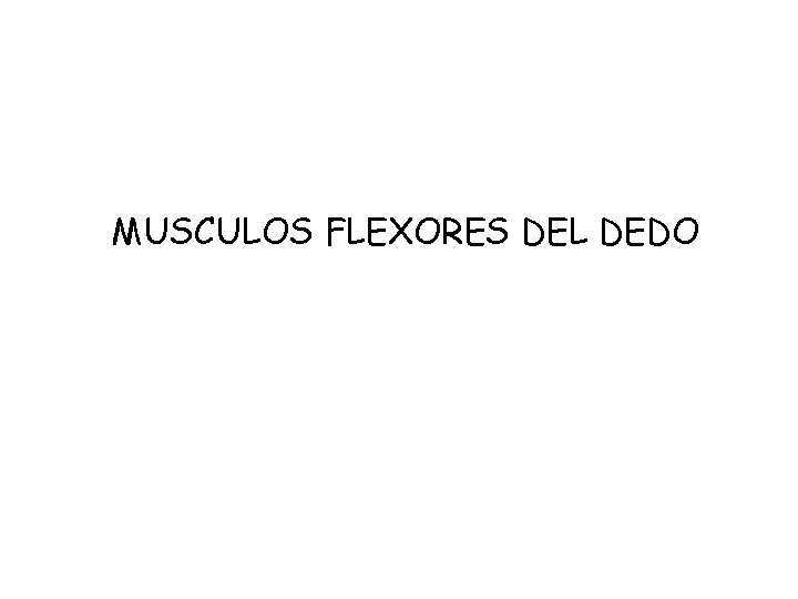 MUSCULOS FLEXORES DEL DEDO 