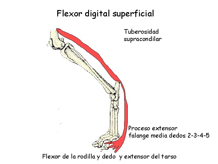 Flexor digital superficial Tuberosidad supracondilar Proceso extensor falange media dedos 2 -3 -4 -5