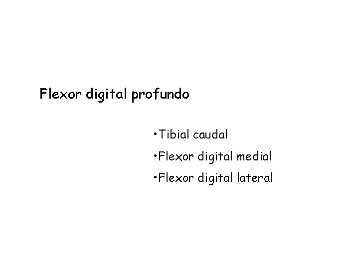Flexor digital profundo • Tibial caudal • Flexor digital medial • Flexor digital lateral