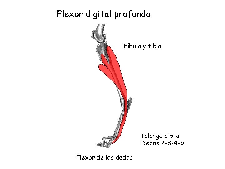 Flexor digital profundo Fíbula y tibia falange distal Dedos 2 -3 -4 -5 Flexor