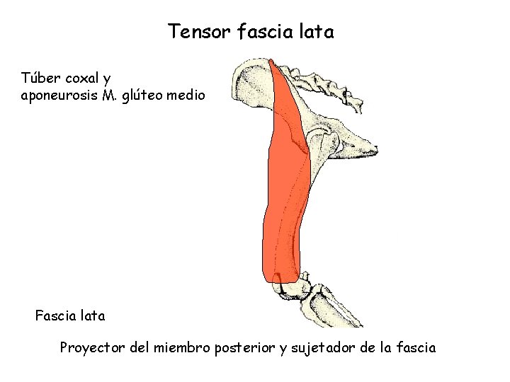 Tensor fascia lata Túber coxal y aponeurosis M. glúteo medio Fascia lata Proyector del