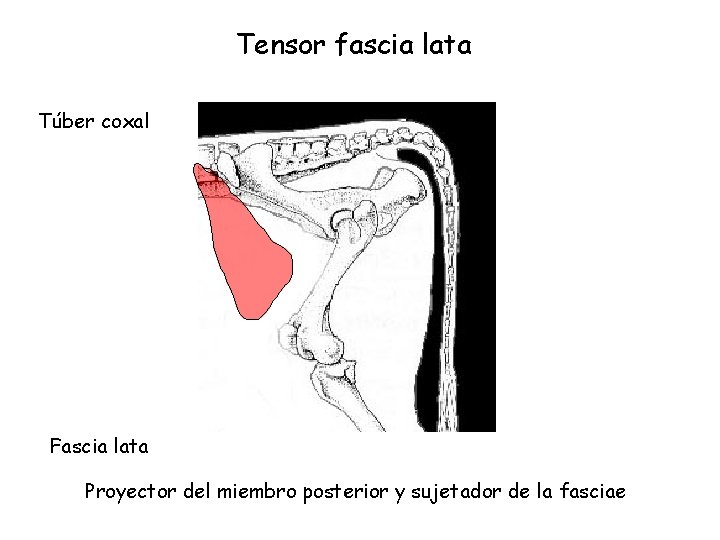 Tensor fascia lata Túber coxal Fascia lata Proyector del miembro posterior y sujetador de