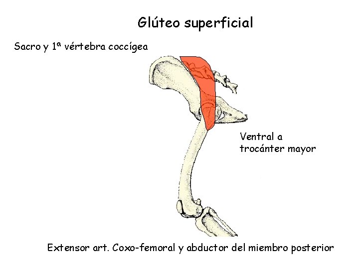 Glúteo superficial Sacro y 1ª vértebra coccígea Ventral a trocánter mayor Extensor art. Coxo-femoral