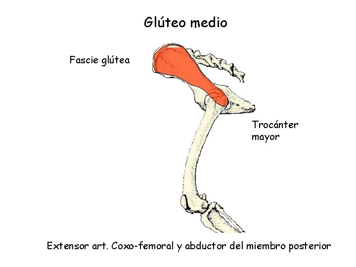 Glúteo medio Fascie glútea Trocánter mayor Extensor art. Coxo-femoral y abductor del miembro posterior