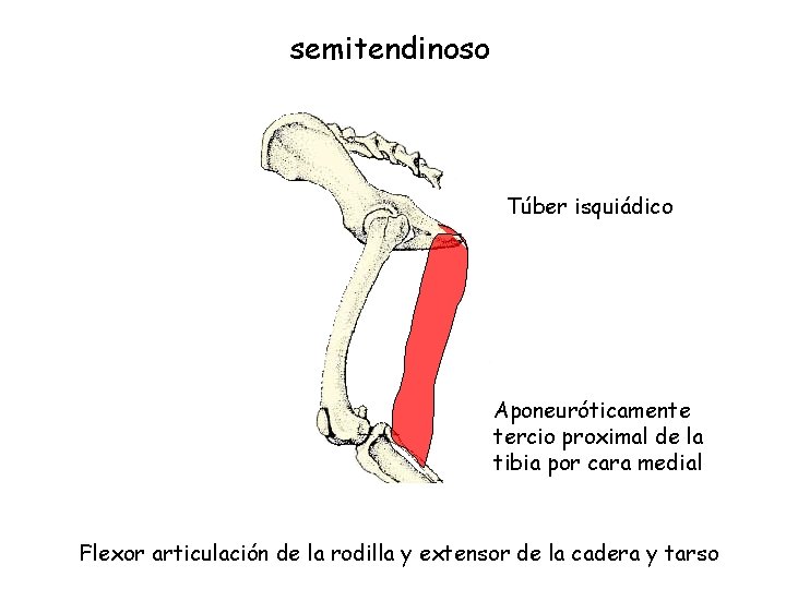 semitendinoso Túber isquiádico Aponeuróticamente tercio proximal de la tibia por cara medial Flexor articulación