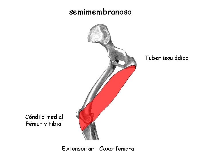 semimembranoso Tuber isquiádico Cóndilo medial Fémur y tibia Extensor art. Coxo-femoral 