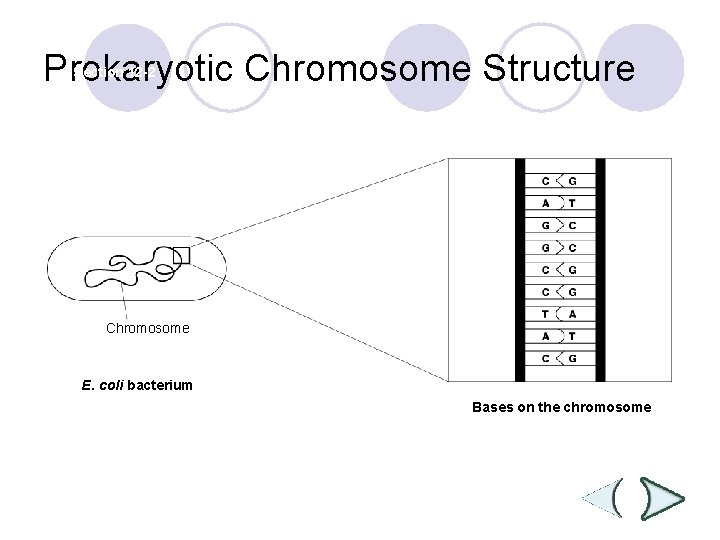 Prokaryotic Chromosome Structure Section 12 -2 Chromosome E. coli bacterium Bases on the chromosome