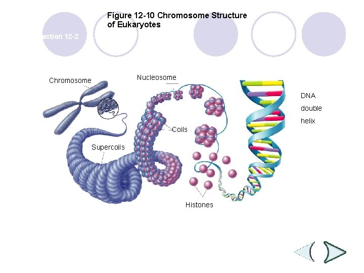 Figure 12 -10 Chromosome Structure of Eukaryotes Section 12 -2 Chromosome Nucleosome DNA double