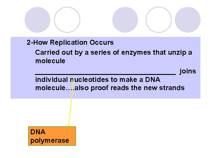 l 2 -How Replication Occurs ¡ Carried out by a series of enzymes that