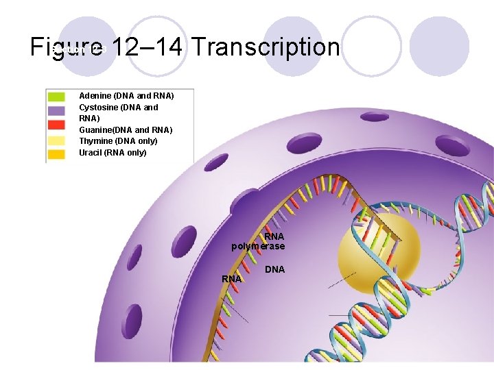 Figure 12– 14 Transcription Section 12 -3 Adenine (DNA and RNA) Cystosine (DNA and