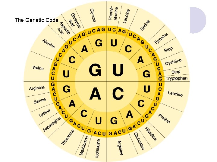  The Genetic Code Section 12 -3 