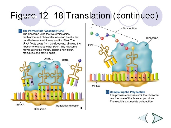 Figure 12– 18 Translation (continued) Section 12 -3 