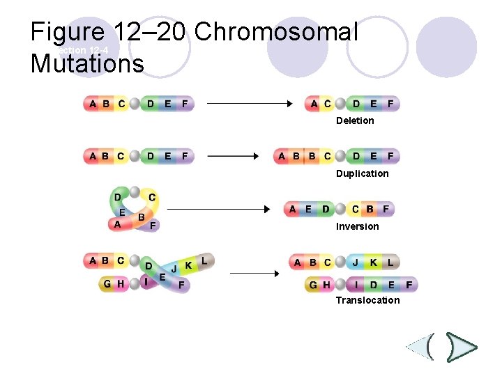 Figure 12– 20 Chromosomal Mutations Section 12 -4 Deletion Duplication Inversion Translocation 