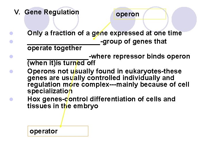 V. Gene Regulation l l l operon Only a fraction of a gene expressed