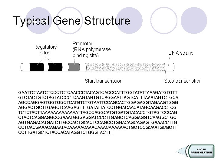 Typical Gene Structure Section 12 -5 Regulatory sites Promoter (RNA polymerase binding site) Start