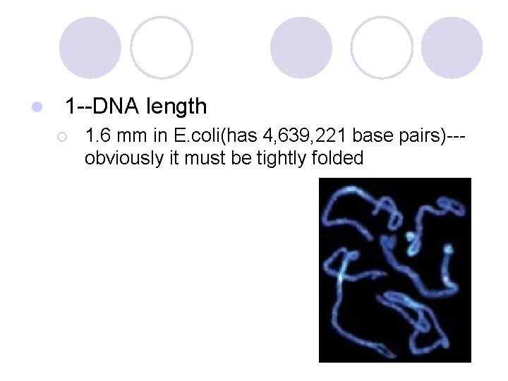 l 1 --DNA length ¡ 1. 6 mm in E. coli(has 4, 639, 221
