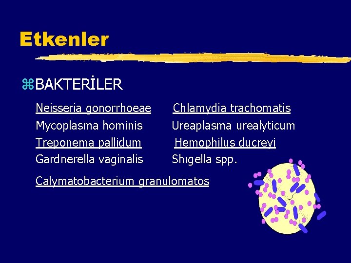 Etkenler z. BAKTERİLER Neisseria gonorrhoeae Chlamydia trachomatis Mycoplasma hominis Treponema pallidum Gardnerella vaginalis Ureaplasma