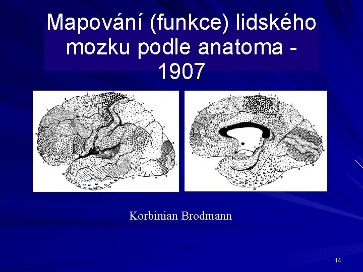 Mapování (funkce) lidského mozku podle anatoma 1907 Korbinian Brodmann 14 