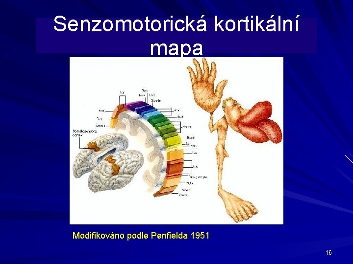 Senzomotorická kortikální mapa Modifikováno podle Penfielda 1951 16 