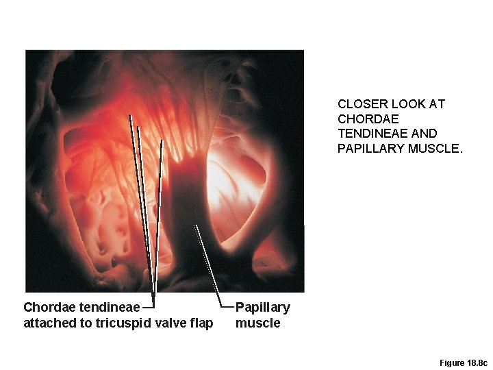 Pulmonary valve Aortic valve CLOSER LOOK ATof Area CHORDAE cutaway TENDINEAE AND Mitral PAPILLARY