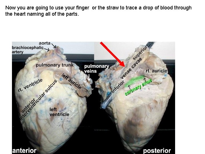 Now you are going to use your finger or the straw to trace a