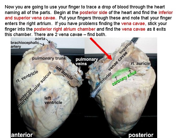 Now you are going to use your finger to trace a drop of blood