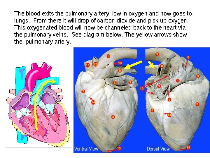 The blood exits the pulmonary artery, low in oxygen and now goes to lungs.