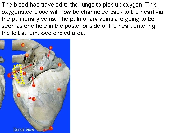 The blood has traveled to the lungs to pick up oxygen. This oxygenated blood