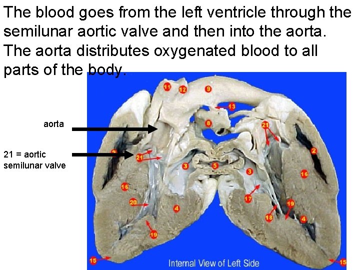 The blood goes from the left ventricle through the semilunar aortic valve and then